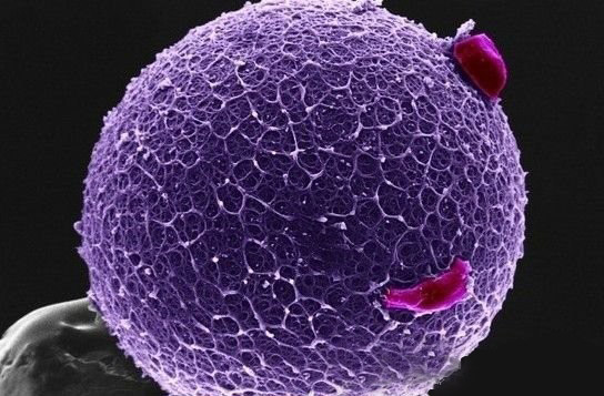 代妈的卵子,你了解多少?